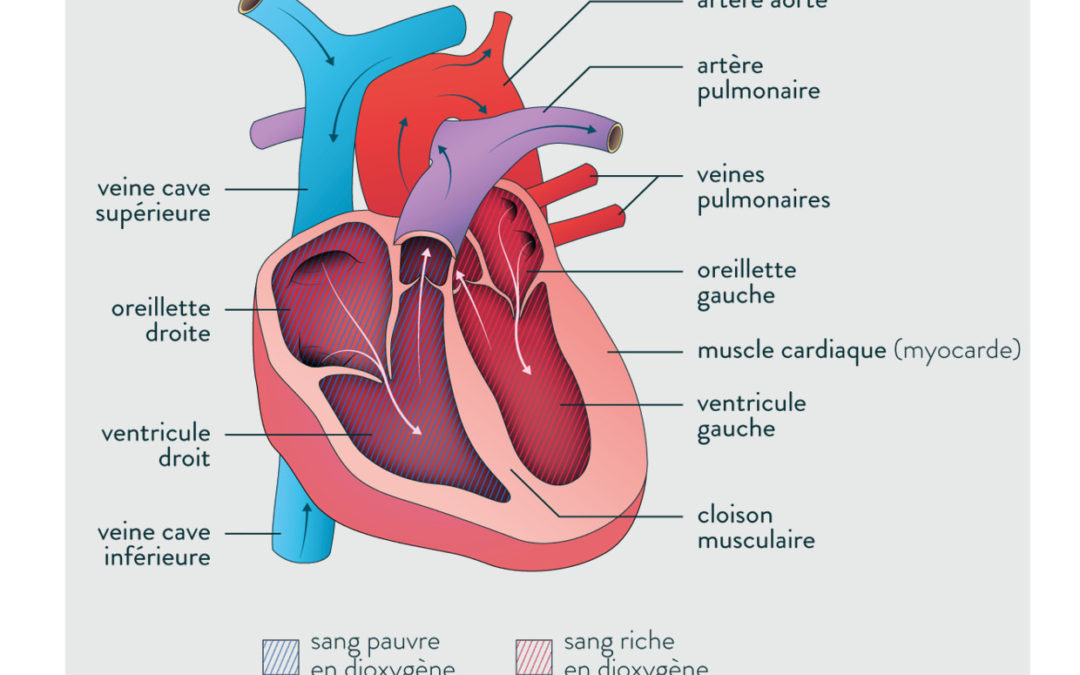 Anatomie du coeur humain