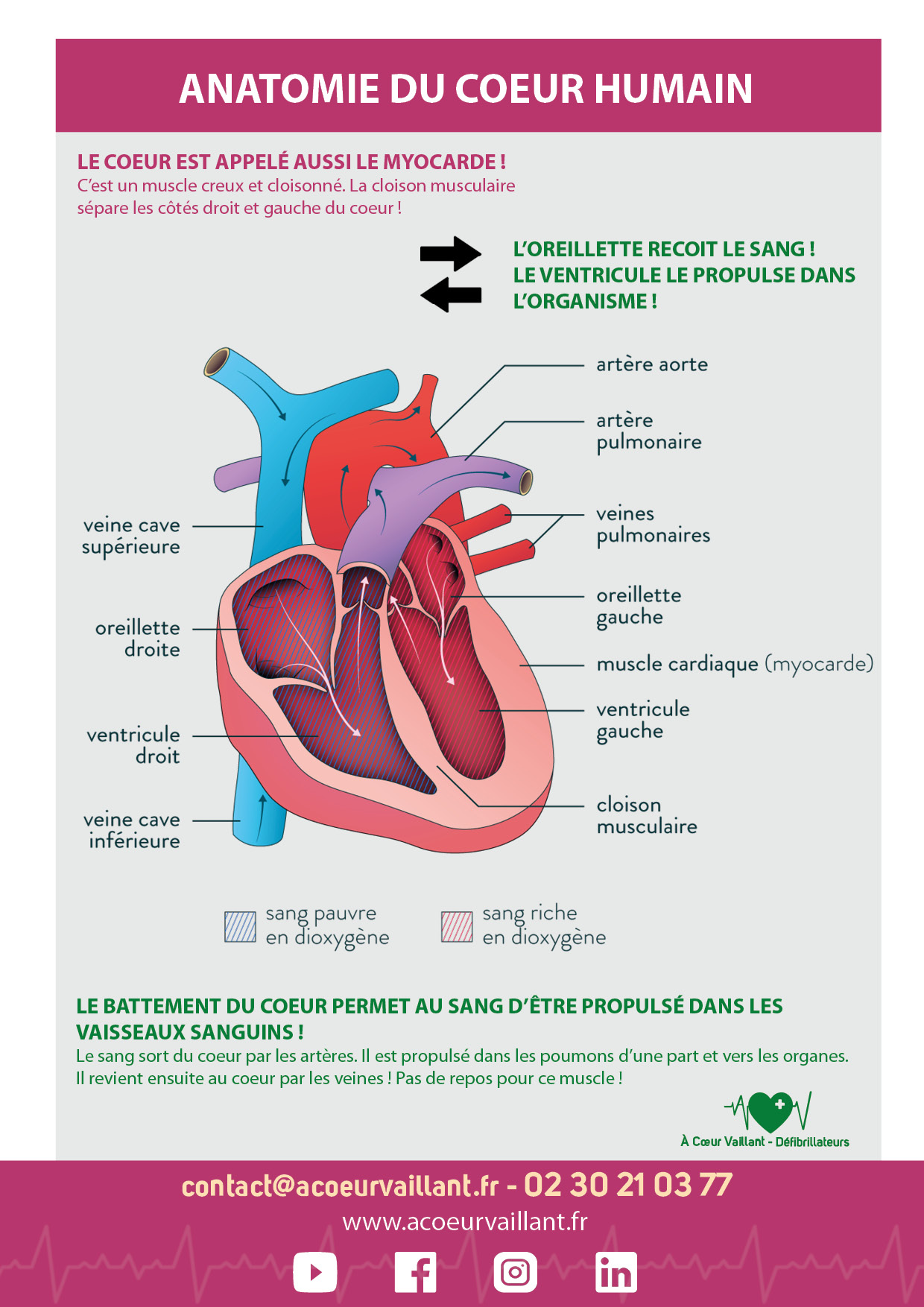 Anatomie du coeur humain ACV