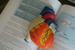 Modèle anatomique de cœur humain posé sur un livre médical avec des tracés ECG, utilisé pour illustrer la prévention des maladies cardiovasculaires.